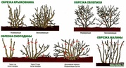 Услуги садовника.Обрезка. Посадка. Уборка участка.